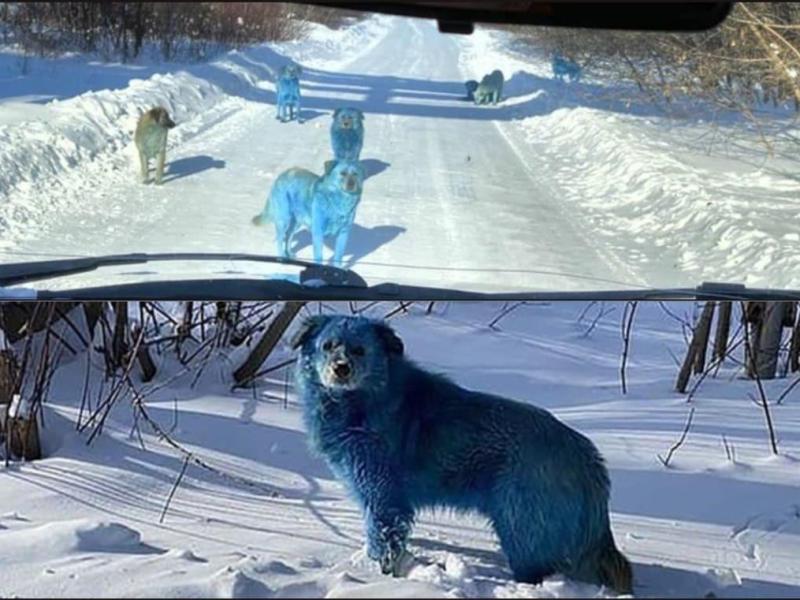 Blue Stray Dogs Found Roaming Near Abandoned Chemical Plant In Russia